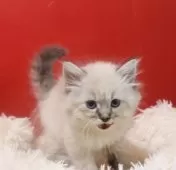 サイベリアン【千葉県・男の子・2025年8月28日・ブルーリンクスポイント】の写真6「我が家独自の生体保証1年あり。」