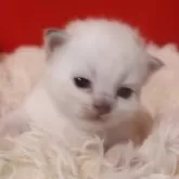 サイベリアン【千葉県・女の子・2025年12月1日・ブルーリンクスポイント】の写真7「K9フード使用。」