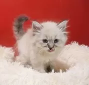 サイベリアン【千葉県・男の子・2025年8月28日・ブルーリンクスポイント】の写真7「一緒にねれます。」