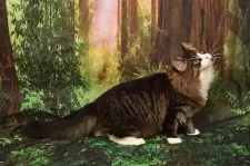 ノルウェージャンフォレストキャット【栃木県・男の子・2024年7月24日・ブラウンマッカレルタビー&ホワイト】の写真10