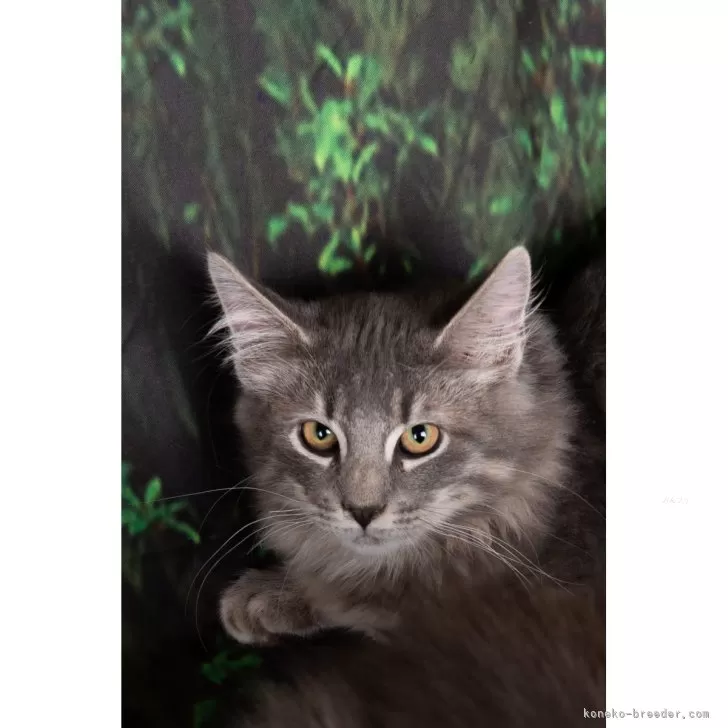 ノルウェージャンフォレストキャット【栃木県・男の子・2025年6月24日・ブルーマッカレルタビー(&amp;ホワイト)】の写真1