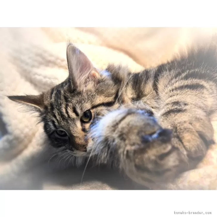 ID：2502-01451の子猫