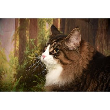 ノルウェージャンフォレストキャット【栃木県・男の子・2024年7月24日・ブラウンマッカレルタビー&ホワイト（ロングヘアー）】の写真「愛らしい気質のノルウェーの森猫」