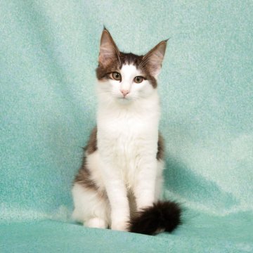 ノルウェージャンフォレストキャット【栃木県・男の子・2025年6月8日・ブラウンマッカレルタビー&ホワイト（ロングヘアー）】の写真「にぎやかな北欧の森猫」