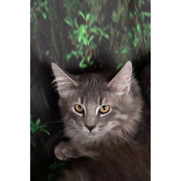 ノルウェージャンフォレストキャット【栃木県・男の子・2025年6月24日・ブルーマッカレルタビー(&ホワイト)（ロングヘアー）】の写真「北欧の森猫です」