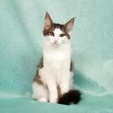 ノルウェージャンフォレストキャット