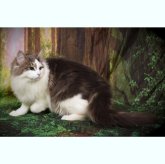 ノルウェージャンフォレストキャット