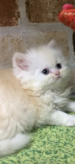 ID：1903-01020の子猫