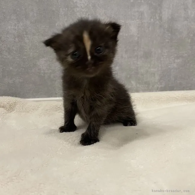 ネニー 様のお迎えした子猫