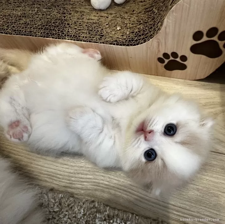 ID：2408-00918の子猫