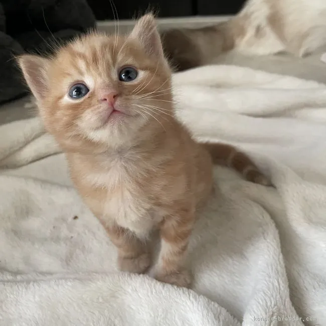 ID:2104-02224の子猫