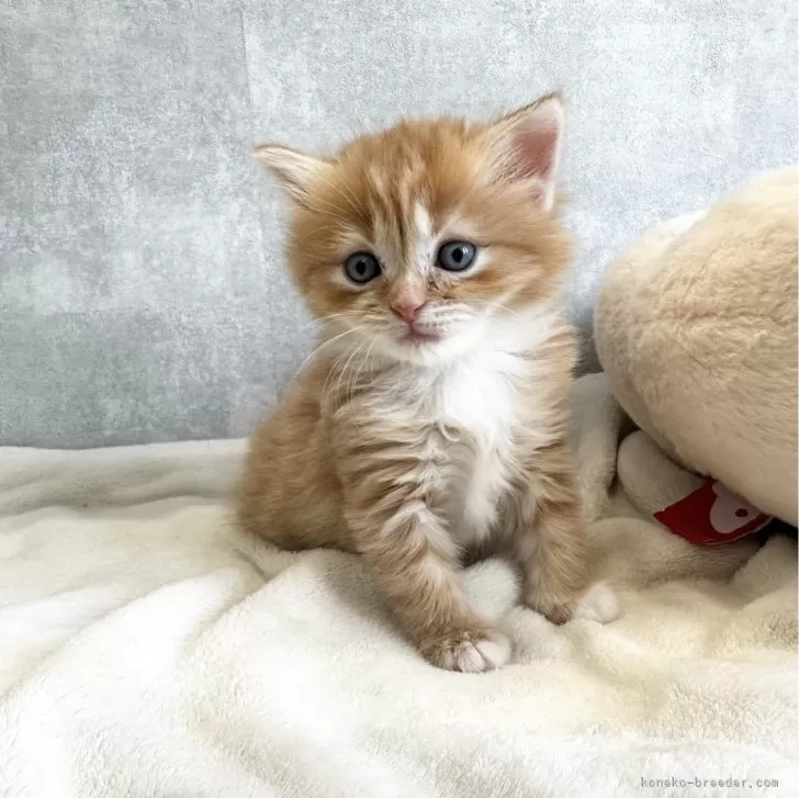ID:2401-01230の子猫