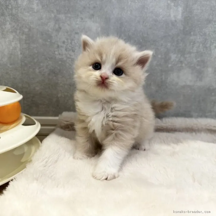 ID：2310-01185の子猫