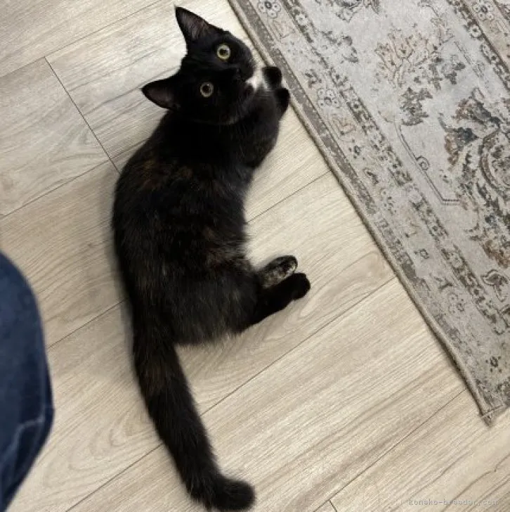 ID：2211-02375の子猫