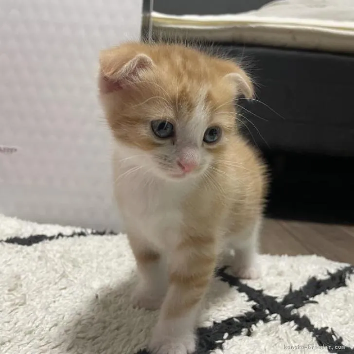 ID：2211-02377の子猫