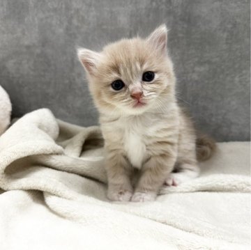 マンチカン(長足)【福岡県・男の子・2023年12月21日・クリームタビーアンドホワイト】の写真「可愛いお顔のぼくです🤍」