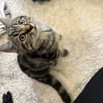 マンチカン(長足)【福岡県・男の子・2023年4月27日・シルバータビー】の写真「クラシックタビー柄が綺麗なのんびり僕ちゃんです🩵🤍」