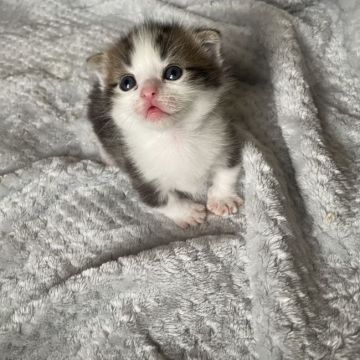 マンチカン(短足)【福岡県・男の子・2021年12月18日・シルバータビーアンドホワイト】の写真「お目目くりくり少し垂れ耳なぼくちゃんです🤍」