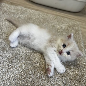 マンチカン【福岡県・女の子・2024年6月21日・クリームタビーアンドホワイト】の写真「もふもふの牛柄ちゃんです🤍🩷」