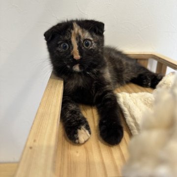 マンチカン(長足)【福岡県・女の子・2023年4月27日・トーティー】の写真「お鼻の模様と垂れ耳がチャームポイント🤍🩵」