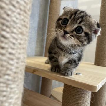 マンチカン(短足)【福岡県・女の子・2022年5月4日・シルバータビー】の写真「クリクリお目目のとろんとしたお顔が可愛い子です！」