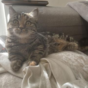 マンチカン【福岡県・女の子・2022年5月4日・ブラウンパッチドタビー】の写真「10月末で掲載終了いたします✨」