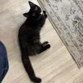 マンチカン(短足)【福岡県・女の子・2022年10月30日・トーティー】の写真1