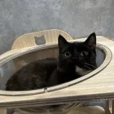 マンチカン(短足)【福岡県・女の子・2022年10月30日・トーティー】の写真3