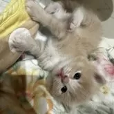 マンチカン(長足)【福岡県・男の子・2023年12月21日・クリームタビーアンドホワイト】の写真4