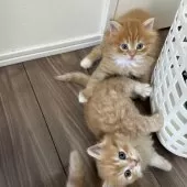 マンチカン(短足)【福岡県・男の子・2025年8月18日・レッドタビーアンドホワイト】の写真7