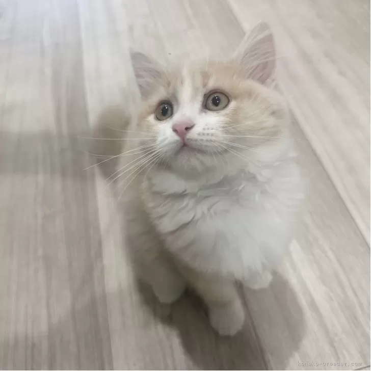 マンチカン(長足)【福岡県・女の子・2025年8月16日・クリームアンドホワイト】の写真1