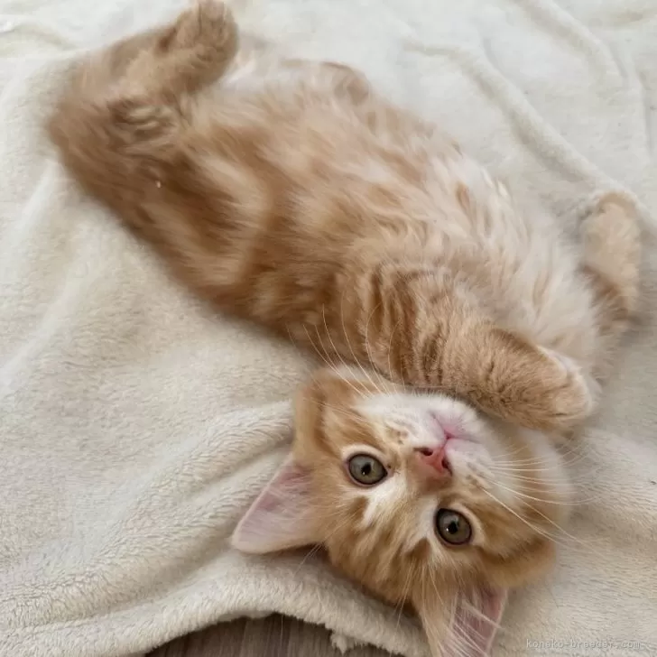 マンチカン(短足)【福岡県・男の子・2025年8月18日・レッドタビー】の写真1