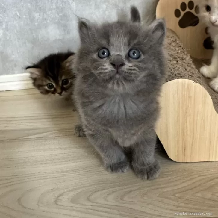 ID：2504-02321の子猫