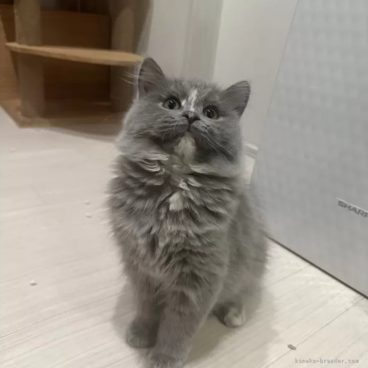 ID:2411-02535の子猫