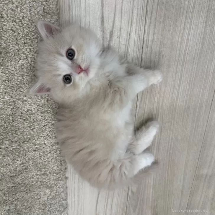 ID:2412-00267の子猫