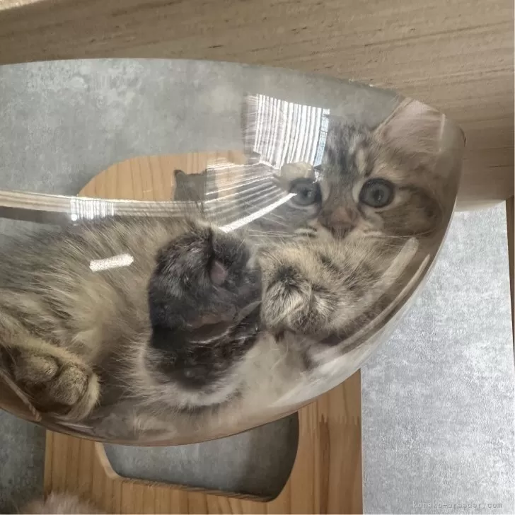 ID：2411-02565の子猫