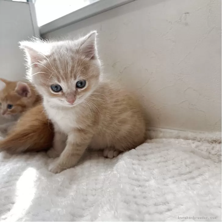 ID：2504-02565の子猫