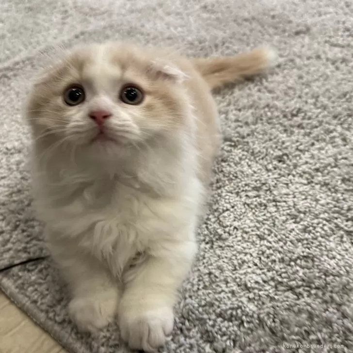 Y.K 様のお迎えした子猫