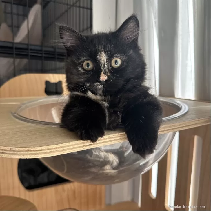 マンチカン(短足)【福岡県・女の子・2025年8月16日・トーティーシェル】の写真1