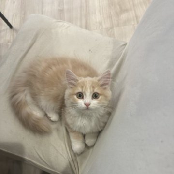 マンチカン(長足)【福岡県・女の子・2025年8月16日・クリームアンドホワイト（セミロング）】の写真「おっとりなお顔の女の子です💕」