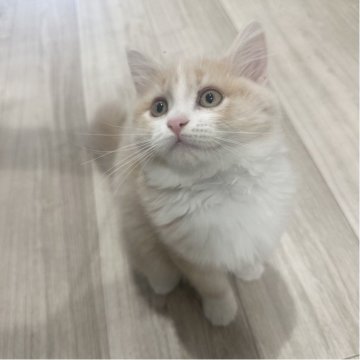 マンチカン(長足)【福岡県・女の子・2025年8月16日・クリームアンドホワイト（セミロング）】の写真「おっとりなお顔の女の子です💕」