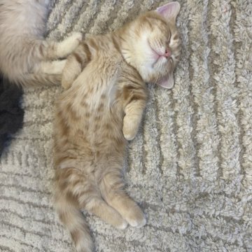 マンチカン(短足)【福岡県・男の子・2025年8月18日・レッドタビー】の写真「めちゃくちゃ人懐っこい可愛い子です🥰」