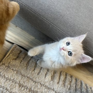 マンチカン(長足)【福岡県・男の子・2025年9月26日・クリームタビーアンドホワイト】の写真「おっとりさんな僕です✨」