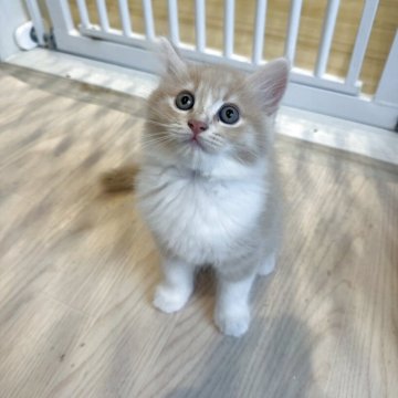 マンチカン(長足)【福岡県・男の子・2025年8月16日・クリームアンドホワイト】の写真「お目目くりくりな可愛い子です」