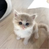 マンチカン(長足)