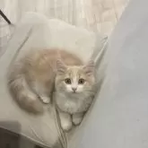 マンチカン(長足)