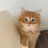 マンチカン(長足)