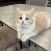 マンチカン(長足)【福岡県・女の子・2025年3月18日・クリームタビーアンドホワイト】の写真1