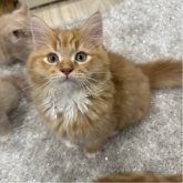 マンチカン(長足)