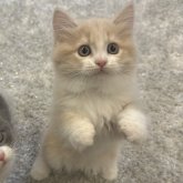 マンチカン(長足)